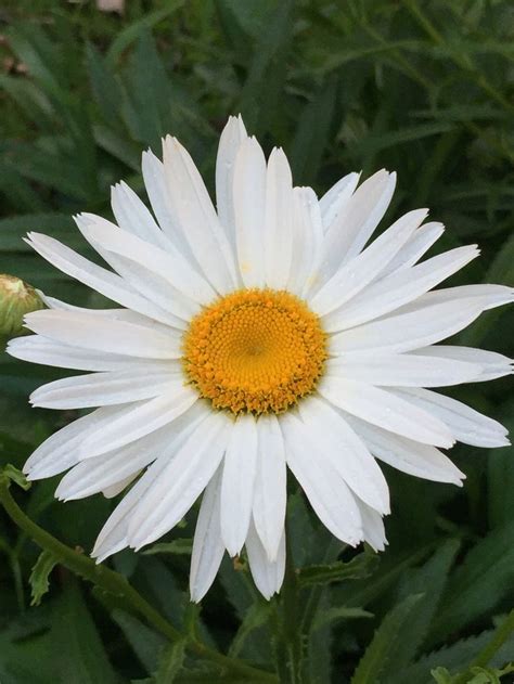 Daisy Blooms